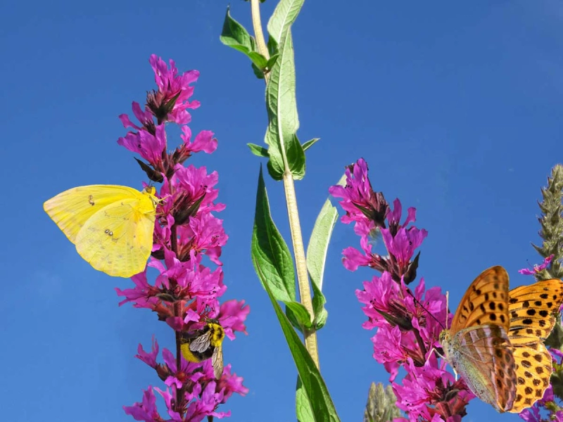 Insektenfreundliches Teichpflanzen Sortiment